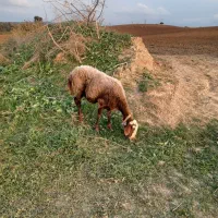 دو راس گوسفند ابستن|حیوانات مزرعه|نکا, |دیوار