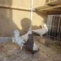 نقش،پرشی