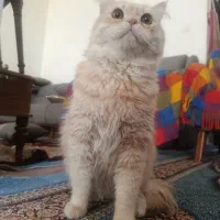 گربه پرشین