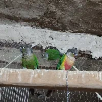 جفت طوطی گرینچیک نرماده از رو تخم جوجه