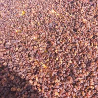 کشمش بی دونه درشت تمیز شیره ناب خشکرود