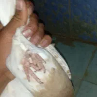 کبوتر کله ای