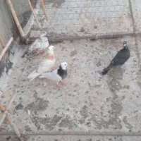 کبوتر