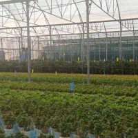 فروش گلخانه صنعتی