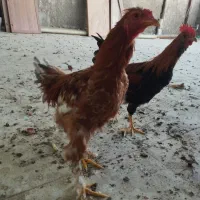 ۱۰ عدد برهما و گلین  ۶ ماهه و دو عدد مرغ