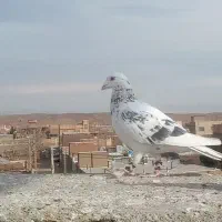 کبوتر پررشی|پرنده|سبزوار, جوادیه شرقی|دیوار