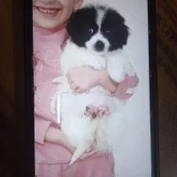 اشپیز تریر2ماهه خیلی بازی گوش