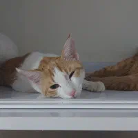 واگذاری سرپرستی گربه|گربه|قم, باجک یک|دیوار