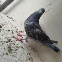 کبوتر پلاکی با ی فنس بزرگ|پرنده|بهبهان, |دیوار