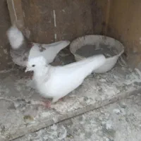 طوقی|پرنده|گرگان, |دیوار