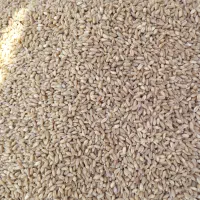 گندم بذری ریجاب