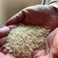 برنج هاشمی اصل|خوردنی و آشامیدنی|رشت, جهاد|دیوار