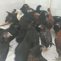 تعدادی جوجه سیاه خانگی