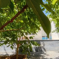 فروش منزل مسکونی ویلایی روستای گردشگری دره بید|فروش خانه و ویلا|داران, |دیوار