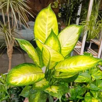 دیفن کاملیا، کروتون، برکین