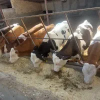 گوساله نر اورجینال صنعتی
