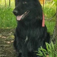 ژرمن بلک نر|سگ|سقز, |دیوار