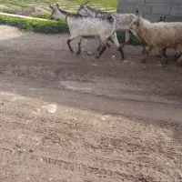 بز وبیگ سانت|حیوانات مزرعه|دزفول, |دیوار