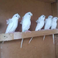 حراج مرغ عشق پروانه ای در گله دار