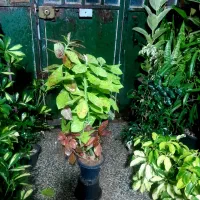 گل های زیبا|گل و گیاه طبیعی|شیراز, شیخ روزبهان|دیوار