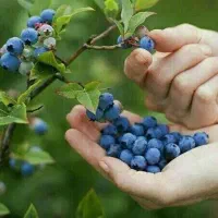 چربی بسوزانید تا لاغر شوید