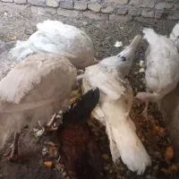 بوقلمون