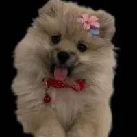 پامر خرسی عروسکی