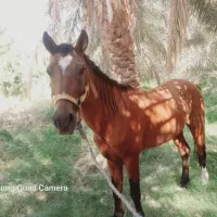 سلام به خدمت دوستان عزیز اسب نریون|اسب و تجهیزات اسب‌سواری|فهرج, |دیوار