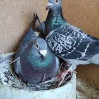 جفت پلاکی اصلی