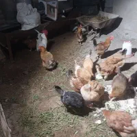 مرغ تخم گذار محلی