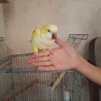 طوطی راهب لوتینو،زرد|پرنده|اسلام‌شهر, شهرک مفیدی|دیوار