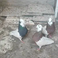 کبوتر|پرنده|بم, |دیوار