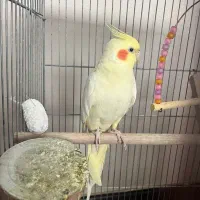 عروس هلندی ماده