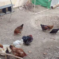 مرغ و خروس و نیمچه|حیوانات مزرعه|کرج, حسین آباد (اکبر آباد)|دیوار