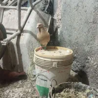 زرد کرمانی پشت بال و دم سفید