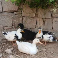 فروش اردک و خروس