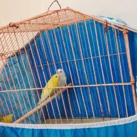 مرغ عشق|پرنده|شاهین‌شهر, شهرک گلدیس|دیوار