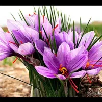 پایگاه خشک کنی زعفران تربت حیدریه