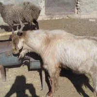 گوسفند فروشی جوان سالم|حیوانات مزرعه|بافت, |دیوار