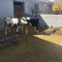 دوعدد گوساله ماده یک عدد سیمینتال ویک عددهلشتاین