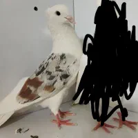 دوبال نر بدون ی پر خطا
