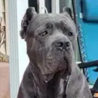 مولد ۱۱ ماهه کن کورسو توله نر شجره ثبتی