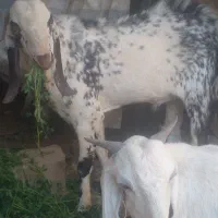 بز شیری سه قلو زا|حیوانات مزرعه|سراوان, |دیوار