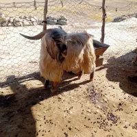 ساورین نژاد دار|حیوانات مزرعه|کوهدشت, |دیوار