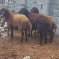 بره|حیوانات مزرعه|بندر ترکمن, |دیوار