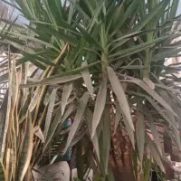 انجام کلیه امور باغبانی