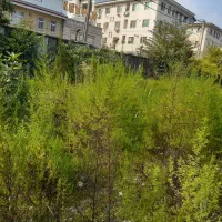 علف زنی انواع زمین باغ و ویلا|خدمات باغبانی و درختکاری|رشت, رودباری|دیوار