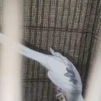 عروس هلندی|پرنده|مسجد سلیمان, |دیوار