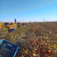 سر کارگر امور کشاورزی|خدمات باغبانی و درختکاری|کرمانشاه, |دیوار