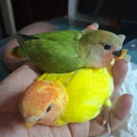 جوجه تازه دونخور طوطی برزیلی|پرنده|کیش, |دیوار